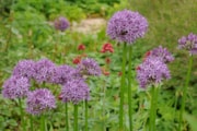Allium Purple Sensation -  credit Taylors Bulbs: Allium Purple Sensation -  credit Taylors Bulbs
