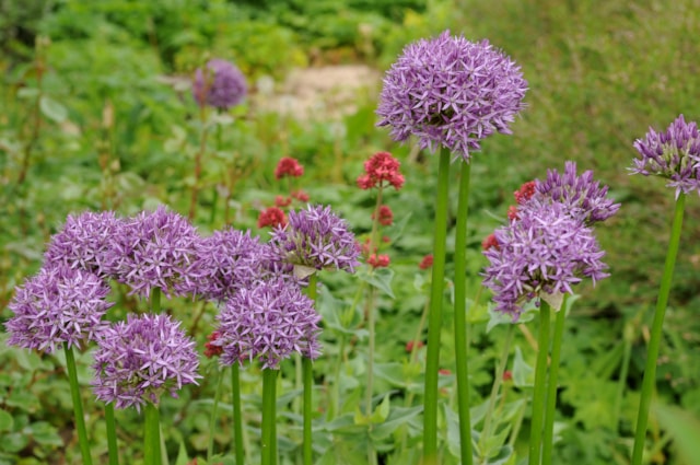 Allium Purple Sensation -  credit Taylors Bulbs