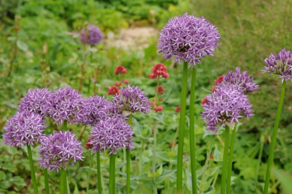Allium Purple Sensation -  credit Taylors Bulbs