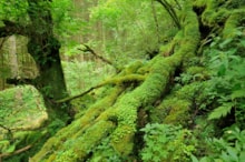 Moss covered trees and fallen branches. ©Lorne Gill/NatureScot