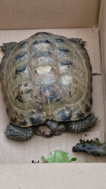 tortoise at Bicester North 2