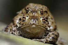 Toads (Lorne Gill/SNH)