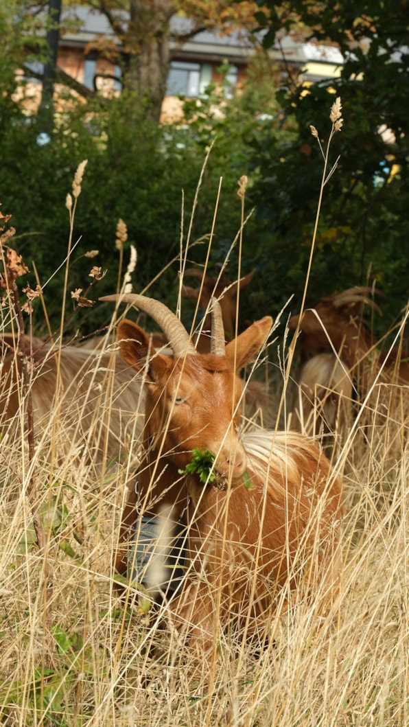 Goats Asket Hill by Louise Gibson: To protect and encourage biodiversity the grassland on Asket Hill is now managed by a herd of goats.
Picture credit: Louise Gibson
