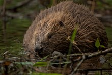 Eurasian beaver at Knapdale, Argyll ©Philip Price (one time use only in conjunction with this news release)