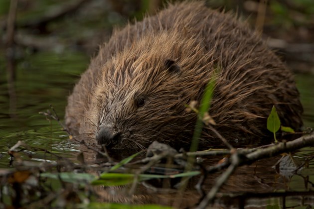 New beaver strategy for Scotland: Eurasian beaver at Knapdale, Argyll ©Philip Price (one time use only in conjunction with this news release)
