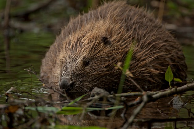 Eurasian beaver at Knapdale, Argyll ©Philip Price (one time use only in conjunction with this news release)