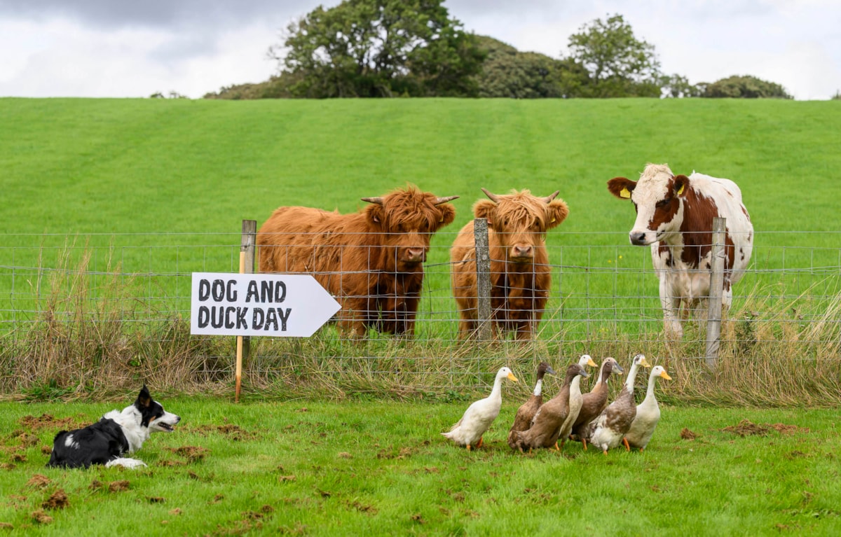Dog&DuckDay-3