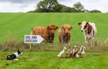 Dog&DuckDay-3