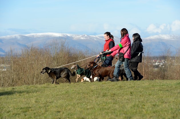 Commercial dog walkers near the Falkirk Wheel ©Lorne Gill-NatureScot