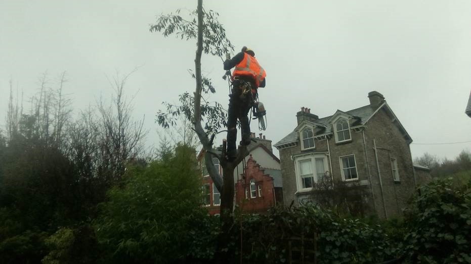 Our asset protection and optimisation (ASPRO) team can help you remove trees near the railway: ASPRO, tree felling, vegetation, deveg, de-veg, removal, cutting, dangerous trees, safety, removal