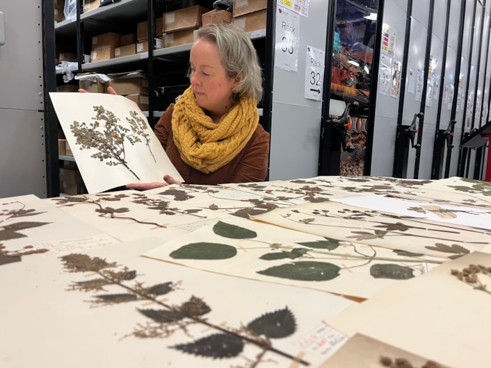 Dead Plant Society: Curator Clare Brown with just a few of the city’s vast collection of precious herbarium sheets was collected by botanists and horticulturalists over the past 200 years, with many of the fragile plants gathered in parks and grassland in east Leeds.
Stored at the Leeds Discovery Centre, the plants are now set to be studied by people living and working in the same area where they once grew, connecting their communities and ecosystems through time.