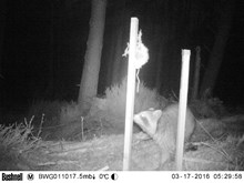 Camera trap pic - raccoon: Free use.