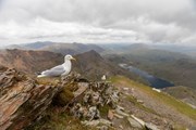 Herring Gulls snowodon summit - Ben Porter (2)