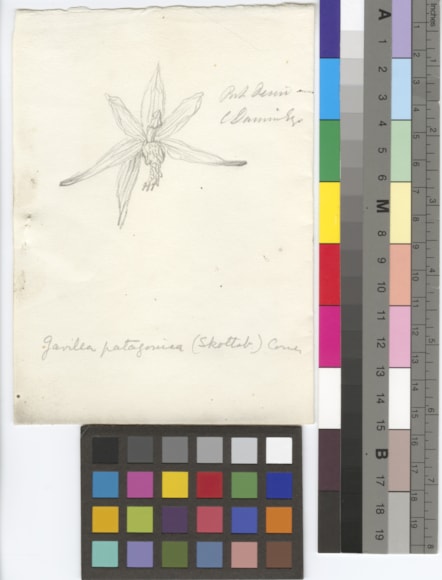 Image 6. Gavilea patagonia, pencil drawing by Charles Darwin