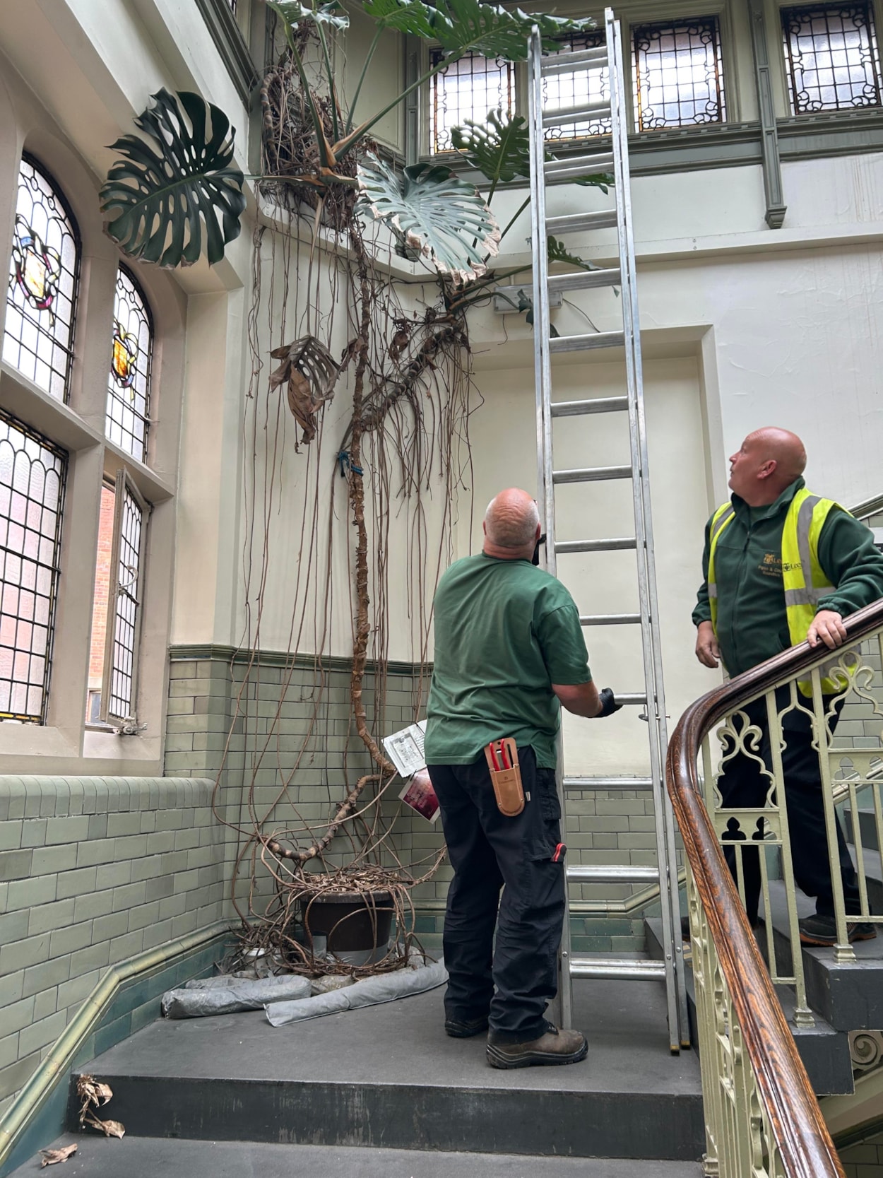 Audrey at Tropical World: The huge monstera, popularly known as a cheese plant, has been a resident in a stairwell at Leeds General Infirmary’s medical school since the 1970s, where staff affectionately named her Audrey.