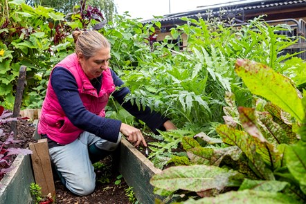 Liz McAllister, Chief Executive at Freightliners, tends to the farm's food garden