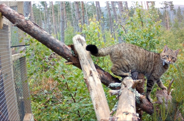 A wildcat leaving a soft release enclosure - Saving Wildcats RZSS