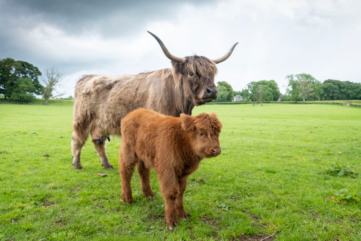 Highland calves at the National Museum of Rural Life. Photo © Chris James  (1)