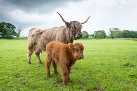 Highland calves at the National Museum of Rural Life. Photo © Chris James  (1)