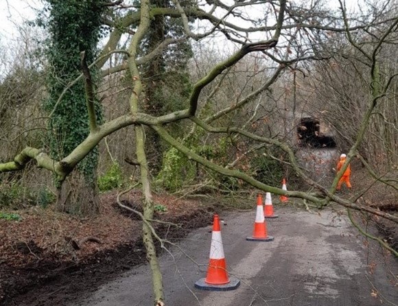 Hertfordshire County Council keeps county’s roads moving during Storm Henk: Fallen tree