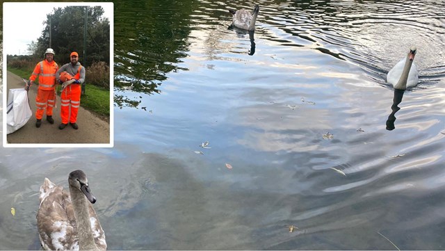 Swanning about: railway rescue for confused cygnets: Swanning About 2