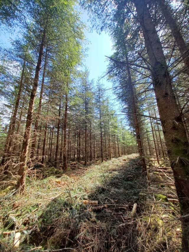 Pic 9 - Winner of the  2024 Hunter Blair Trophy - Loch Ard Forest Lochan Spling, Trossachs – FLS
