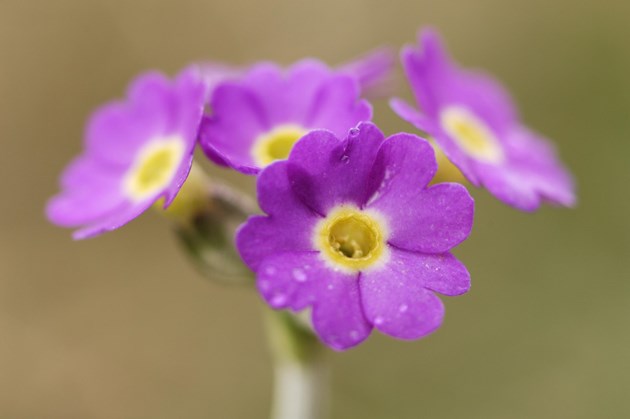 New species conservation programme, Species on the Edge, launches their activity in the north coast.: Species on the Edge - Scottish primrose credit Lorne Gill / NatureScot