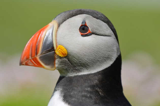 Puffin-D0075 - credit SNH-Lorne Gill