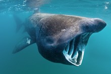 Basking shark (c)Alex Mustard: Basking shark (c)Alex Mustard