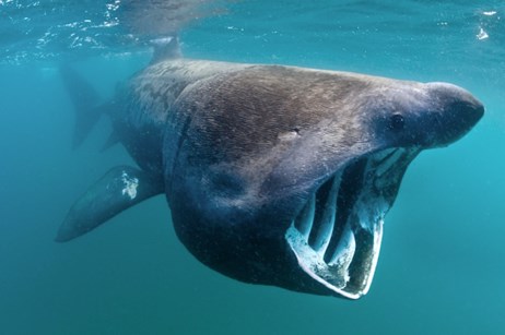 Basking shark (c)Alex Mustard