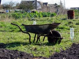 An empty wheelbarrow parked on an empty allotments site at the edge of a plot with a bronze oil drum in the distance.