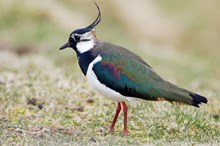 Mink project lapwing-d10625