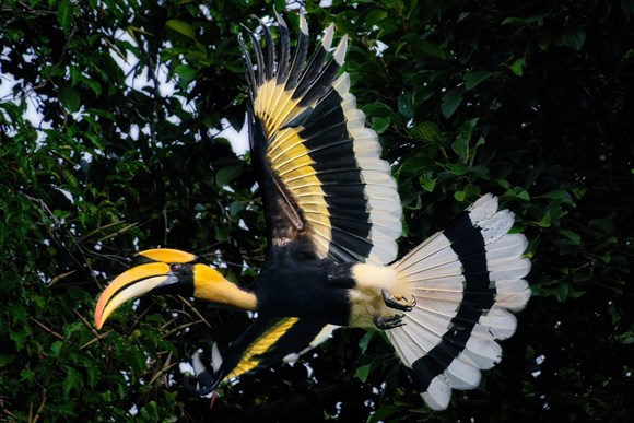 Great Hornbill at The Datai Langkawi, one of the many species protected under the Wildlife For The Future pillar together with social enterprise Gaia
