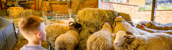 Summer Fun at Temple Newsam Home Farm