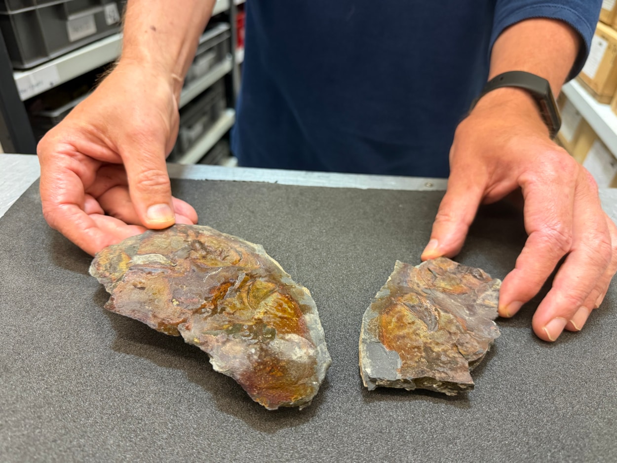 Coelacanth discovery: The well-preserved, prehistoric skull bone of a coelacanth was discovered by a geologist at Roundhay Park earlier this year and has now been kindly donated to Leeds Museums and Galleries and added to the natural sciences collection at Leeds Discovery Centre.