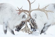 Image copyright Stefano Unterthiner