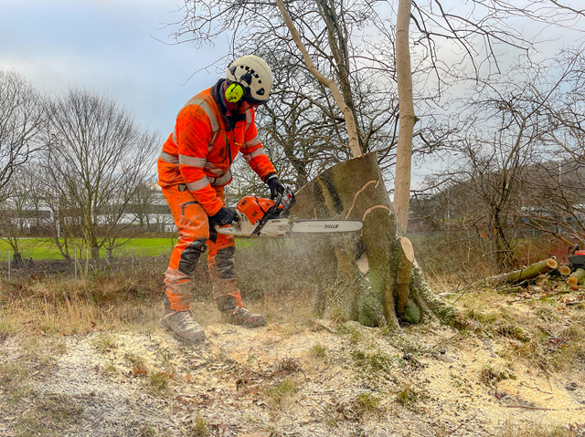 Dalgety Bay tree cutting 1