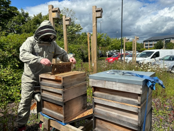 Edinburgh beekeeping 1: Beekeeper Ross Main leans over beehive and lifts rack of honey out of the hive. He is covered in black mesh head coverage and grey beekeeper suit.