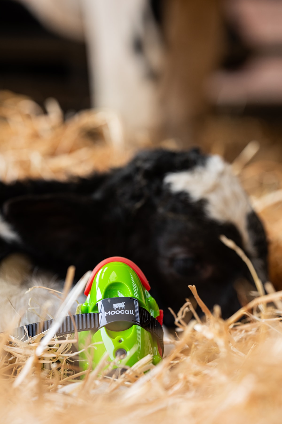 The Moocall wearable health sensor. Image © Moocall (7)