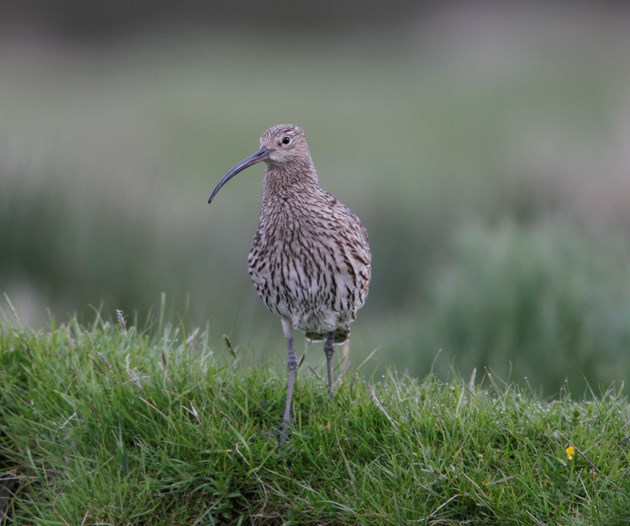 Species on the Edge - Curlew - credit Andy Hay-RSPB for picture use