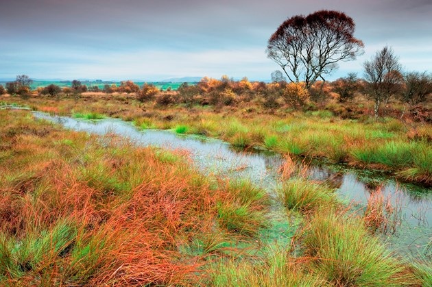 Flanders Moss National Nature Reserve - credit Lorne Gill-NatureScot