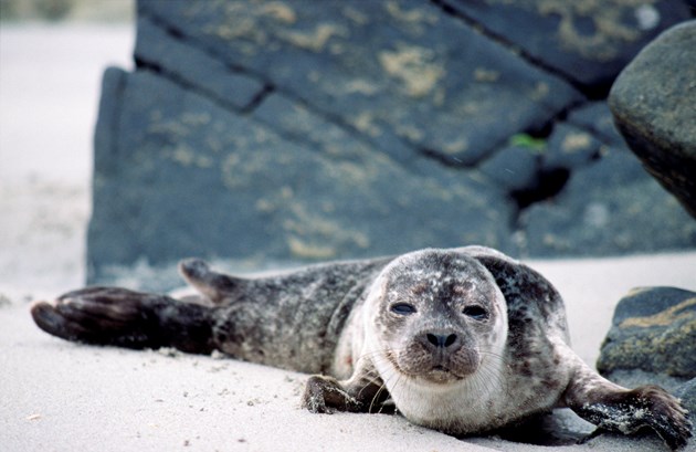 Harbour Seal pup-©Lorne Gill-NatureScot