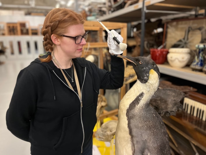 Big birds: Curator Sarah Burhouse with a magnificent mounted emperor penguin, believed to have been collected during an Antarctic expedition, which was among the specimens being cared for. The penguin, which has only recently gone back on display at the centre, has been cleaned and checked for any of the pests which can cause damage to taxidermy if left unchecked.