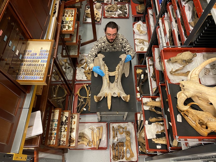 Hip, hip hooray as curators find the whole tooth behind museum’s natural wonder: IMG 6293