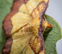 Dark-bordered beauty moth - RZSS