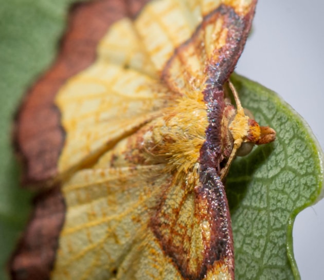 Dark-bordered beauty moth - RZSS