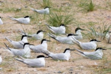 Sandwich terns nesting at Forvie NNR ©Lorne Gill/NatureScot