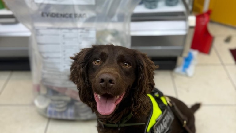 Tobacco detection dogs sniff out £100k of illicit tobacco and vapes across Pendle