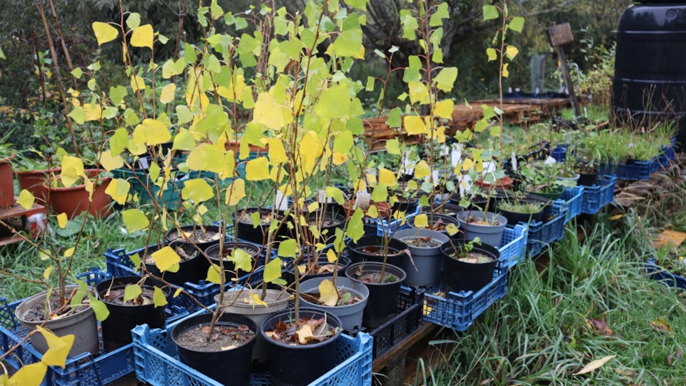 blackpoplarsaplings
