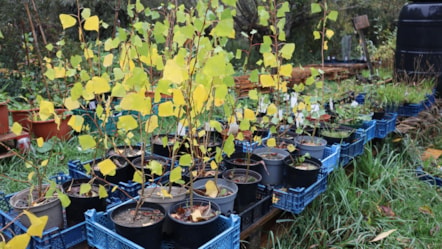 blackpoplarsaplings